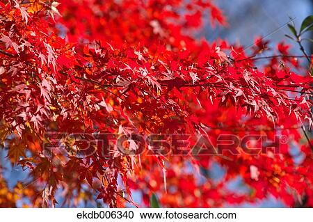Stock Image - Red maple leaves. Fotosearch