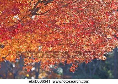 Red maple leaves View Large Photo Image Stock Image - Red maple leaves. Fotosearch