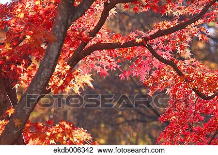 Stock Image - Red maple leaves. Fotosearch