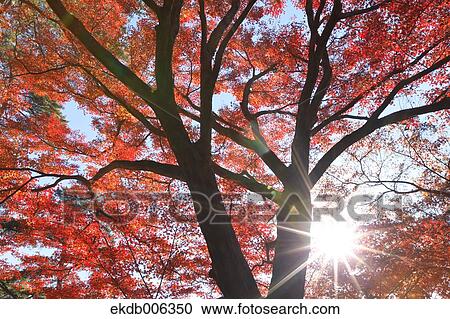 Stock Image - Red maple leaves. Fotosearch