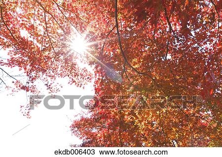 Stock Image - Red maple leaves. Fotosearch
