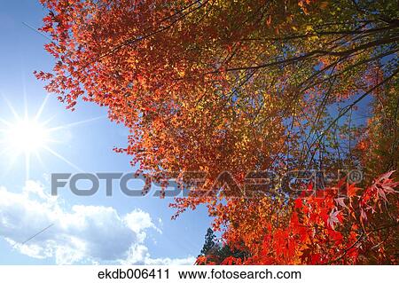 Stock Image - Red maple leaves. Fotosearch