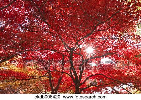 Red maple leaves View Large Photo Image Stock Image - Red maple leaves. Fotosearch