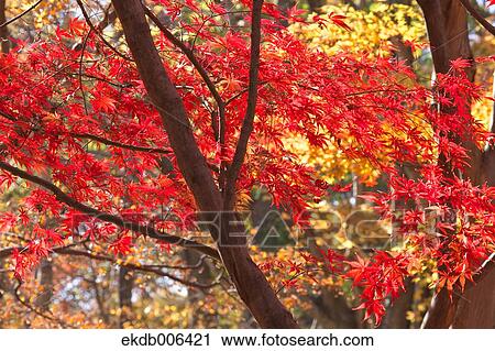 Red maple leaves View Large Photo Image Stock Image - Red maple leaves. Fotosearch
