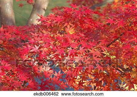 Red maple leaves View Large Photo Image Stock Image - Red maple leaves. Fotosearch