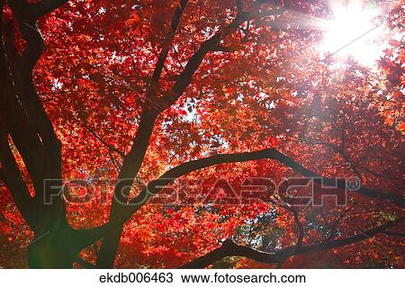 Red maple leaves View Large Photo Image Stock Image - Red maple leaves. Fotosearch