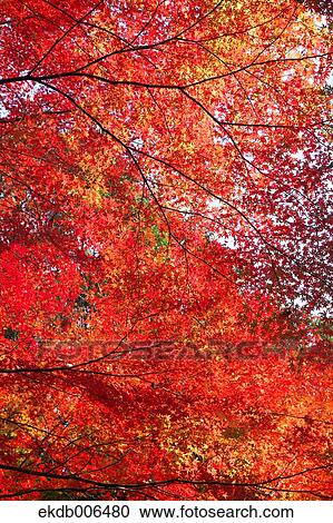 Stock Image - Red maple leaves. Fotosearch