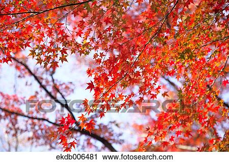 Red maple leaves View Large Photo Image Stock Image - Red maple leaves. Fotosearch
