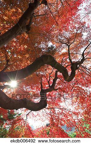Red maple leaves View Large Photo Image Stock Image - Red maple leaves. Fotosearch
