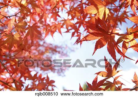Red maple leaves View Large Photo Image Stock Image - Red maple leaves. Fotosearch
