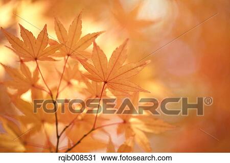 Red maple leaves View Large Photo Image Stock Image - Red maple leaves. Fotosearch