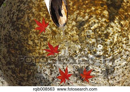 Stock Image - Red maple leaves. Fotosearch