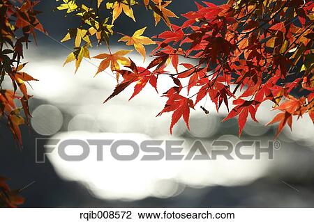 Stock Image - Red maple leaves. Fotosearch