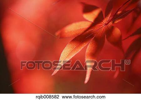 Red maple leaves View Large Photo Image Stock Image - Red maple leaves. Fotosearch