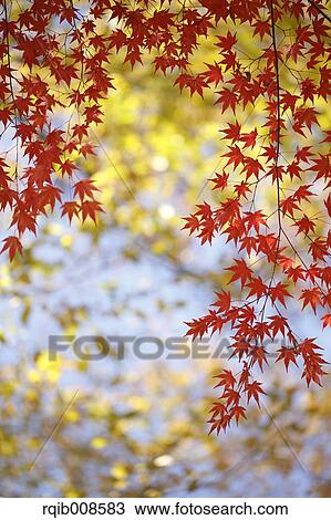 Red maple leaves View Large Photo Image Stock Image - Red maple leaves. Fotosearch