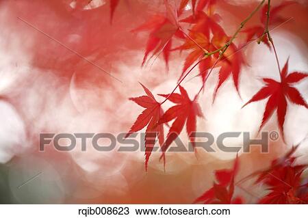 Red maple leaves View Large Photo Image Stock Image - Red maple leaves. Fotosearch