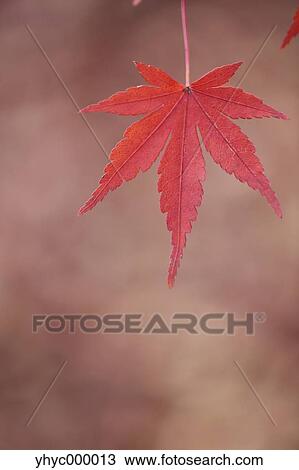Red maple leaves View Large Photo Image Stock Image - Red maple leaves. Fotosearch