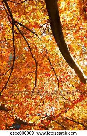 Red maple leaves View Large Photo Image Stock Photo - Red maple leaves. Fotosearch