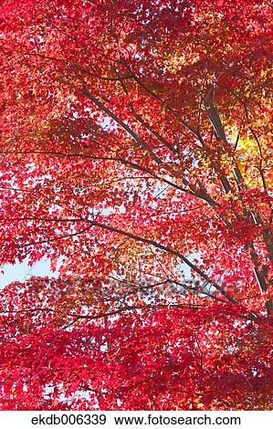Stock Photo - Red maple leaves. Fotosearch