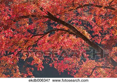 Red maple leaves View Large Photo Image Stock Photo - Red maple leaves. Fotosearch