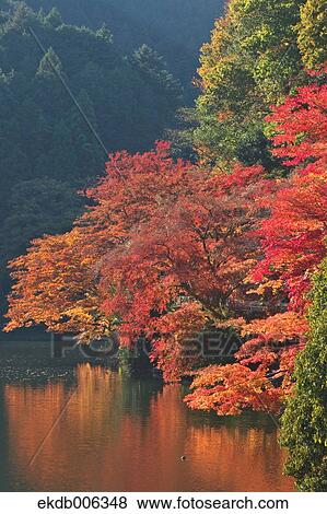 Stock Photo - Red maple leaves. Fotosearch