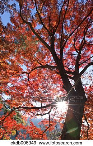 Red maple leaves View Large Photo Image Stock Photo - Red maple leaves. Fotosearch