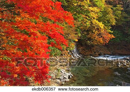 Red maple leaves View Large Photo Image Stock Photo - Red maple leaves. Fotosearch