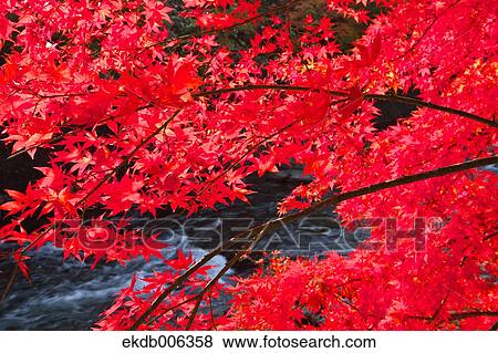Red maple leaves View Large Photo Image Stock Photo - Red maple leaves. Fotosearch