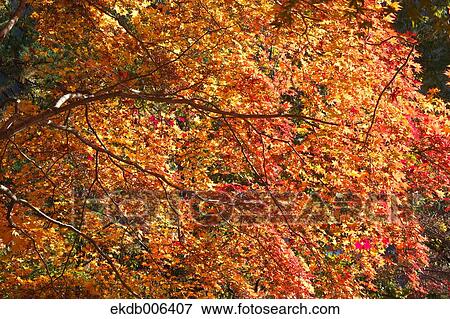 Stock Photo - Red maple leaves. Fotosearch