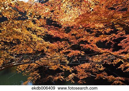 Red maple leaves View Large Photo Image Stock Photo - Red maple leaves. Fotosearch