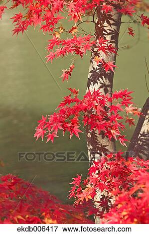 Red maple leaves View Large Photo Image Stock Photo - Red maple leaves. Fotosearch