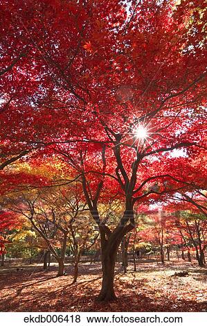 Red maple leaves View Large Photo Image Stock Photo - Red maple leaves. Fotosearch