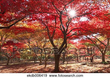Red maple leaves View Large Photo Image Stock Photo - Red maple leaves. Fotosearch