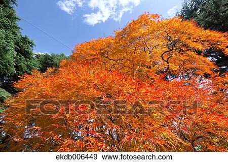 Red maple leaves View Large Photo Image Stock Photo - Red maple leaves. Fotosearch