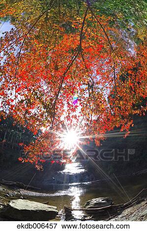 Stock Photo - Red maple leaves. Fotosearch
