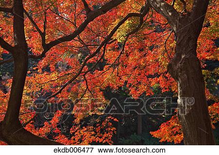Red maple leaves View Large Photo Image Stock Photo - Red maple leaves. Fotosearch