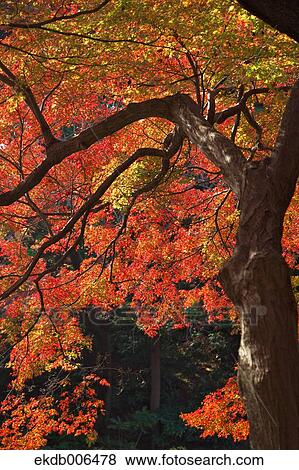Red maple leaves View Large Photo Image Stock Photo - Red maple leaves. Fotosearch