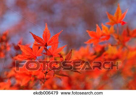 Red maple leaves View Large Photo Image Stock Photo - Red maple leaves. Fotosearch