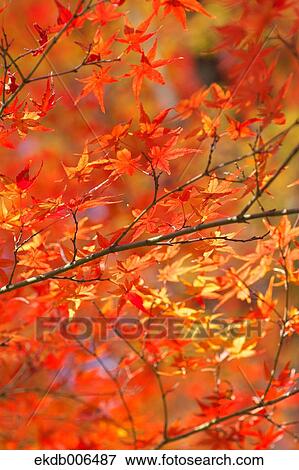 Stock Photo - Red maple leaves. Fotosearch