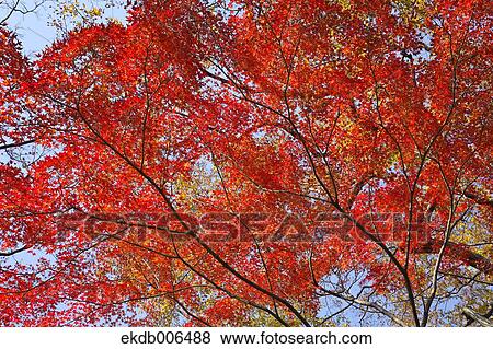 Stock Photo - Red maple leaves. Fotosearch