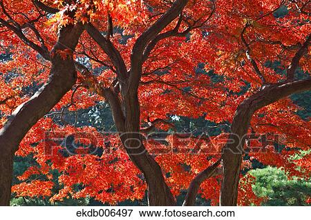Red maple leaves View Large Photo Image Stock Photo - Red maple leaves. Fotosearch