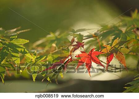 Red maple leaves View Large Photo Image Stock Photo - Red maple leaves. Fotosearch