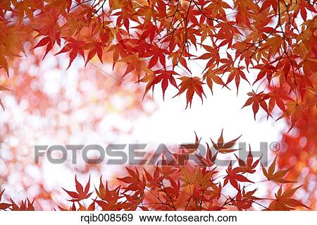 Stock Photo - Red maple leaves. Fotosearch