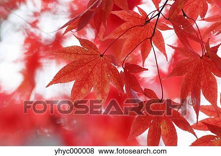 Stock Photo - Red maple leaves. Fotosearch