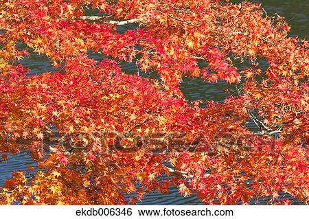 Red maple leaves View Large Photo Image Stock Photograph - Red maple leaves. Fotosearch