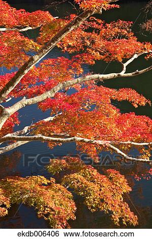 Red maple leaves View Large Photo Image Stock Photograph - Red maple leaves. Fotosearch