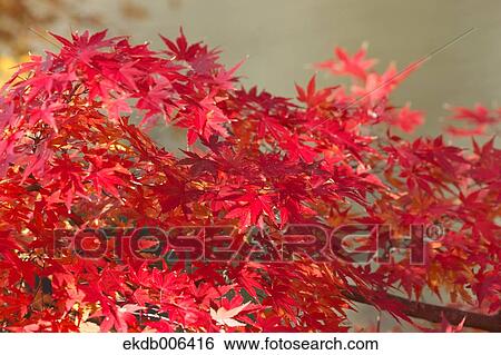 Red maple leaves View Large Photo Image Stock Photograph - Red maple leaves. Fotosearch