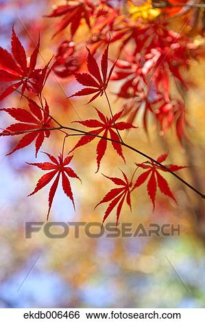 Red maple leaves View Large Photo Image Stock Photograph - Red maple leaves. Fotosearch