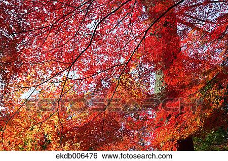 Stock Photograph - Red maple leaves. Fotosearch
