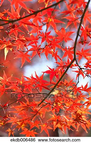 Red maple leaves View Large Photo Image Stock Photograph - Red maple leaves. Fotosearch